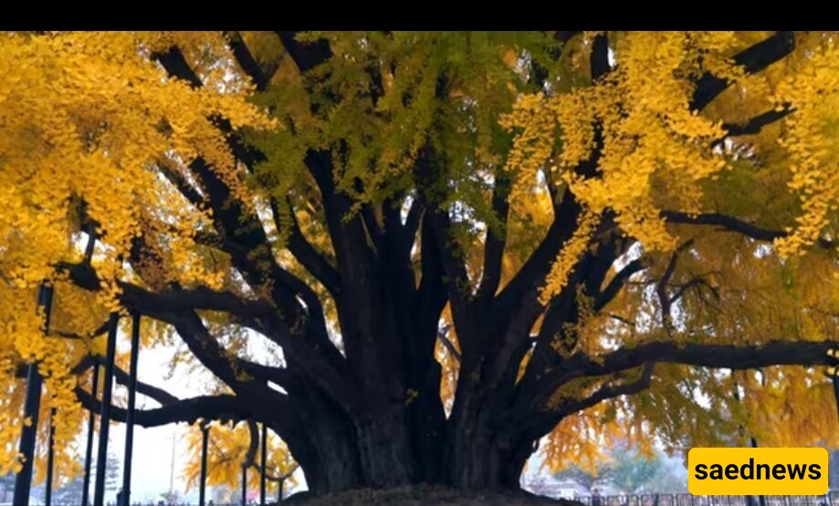 The Most Beautiful Tree on Earth: An Amazing 860-Year-Old Tree + Photos