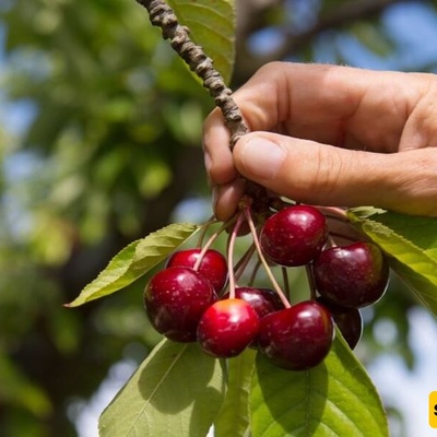 Smart Gardener’s Interesting Innovation for Easily and Hassle-Free Picking Sour Cherries from the Tree That Got 2 Million Likes👌 + Video