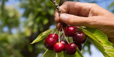 Smart Gardener’s Interesting Innovation for Easily and Hassle-Free Picking Sour Cherries from the Tree That Got 2 Million Likes👌 + Video