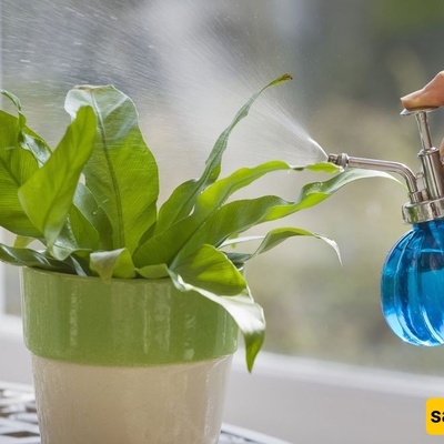 Golden Tips for Caring for Your Plants in Winter 🌟