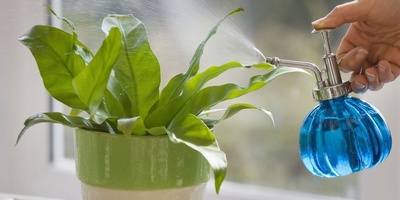 Golden Tips for Caring for Your Plants in Winter 🌟