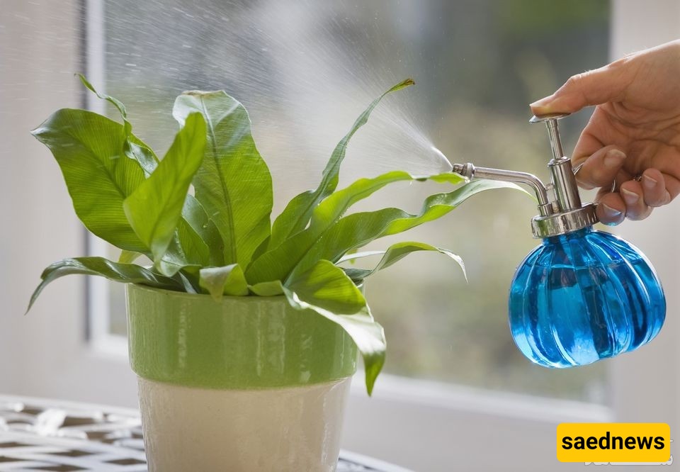 Golden Tips for Caring for Your Plants in Winter 🌟