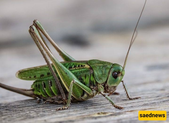 cricket