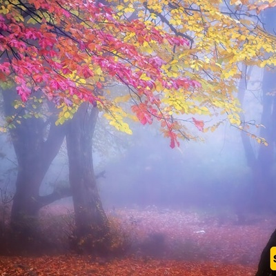 The Hyrcanian Forests in Autumn: A Symphony of Color and Nature