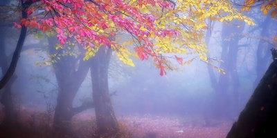 The Hyrcanian Forests in Autumn: A Symphony of Color and Nature