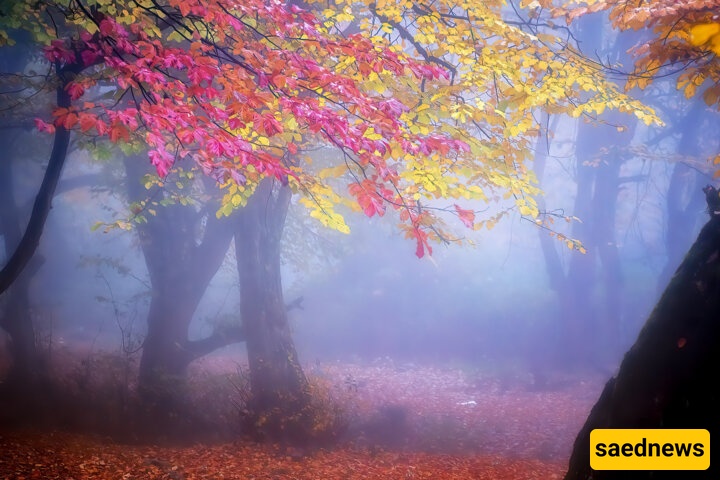 The Hyrcanian Forests in Autumn: A Symphony of Color and Nature