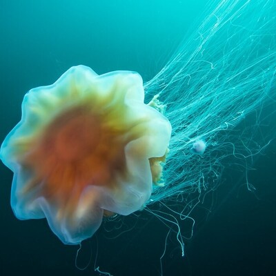 How Jellyfish Shine Without Light