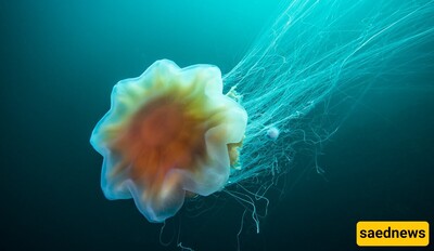 How Jellyfish Shine Without Light