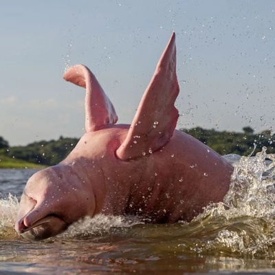 The Strangest Ways of “Urination” in Animals