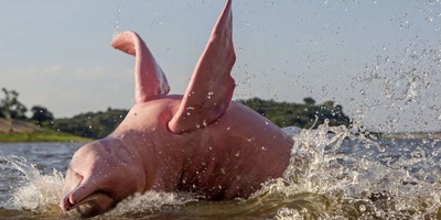 The Strangest Ways of “Urination” in Animals