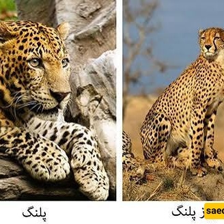 What Is the Difference Between a Cheetah and a Leopard? Key Features and Distinctions