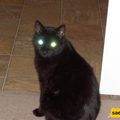 Why Do Cats’ Eyes Glow at Night?