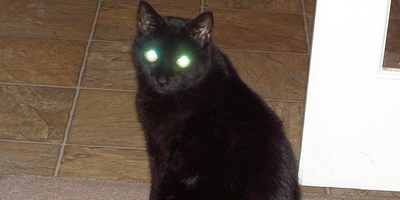 Why Do Cats’ Eyes Glow at Night?