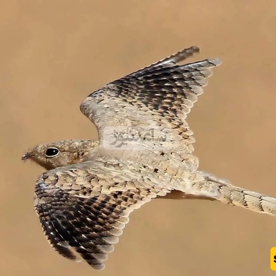 Egyptian Nightjar Spotted in Gilan After 60 Years / The Secret of Iran’s Rarest Bird