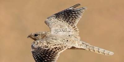 Egyptian Nightjar Spotted in Gilan After 60 Years / The Secret of Iran’s Rarest Bird