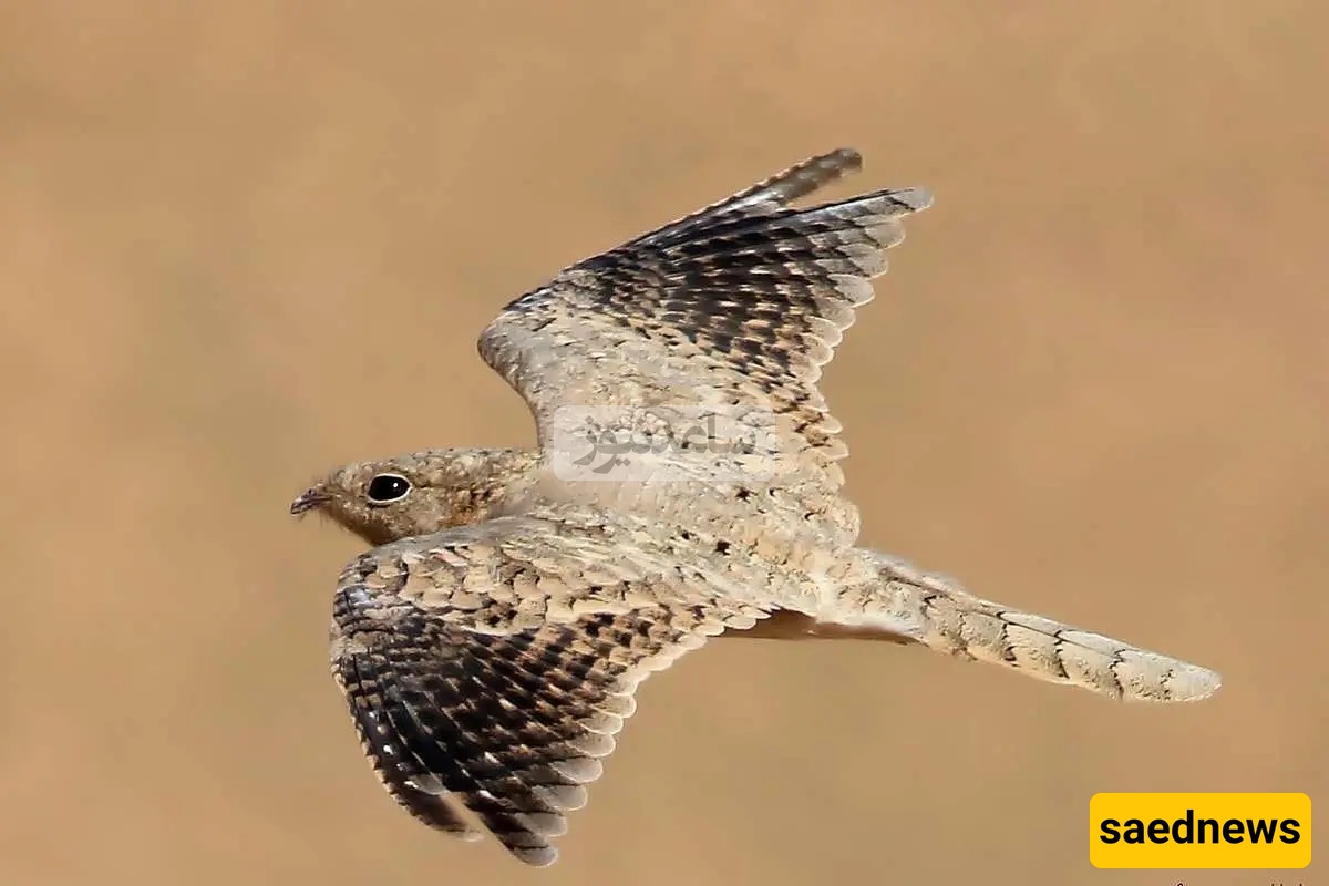 Egyptian Nightjar Spotted in Gilan After 60 Years / The Secret of Iran’s Rarest Bird