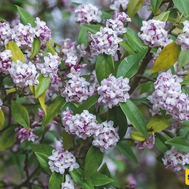 How to Grow and Care for Daphne Shrubs: Complete Cultivation Guide