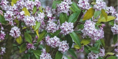 How to Grow and Care for Daphne Shrubs: Complete Cultivation Guide