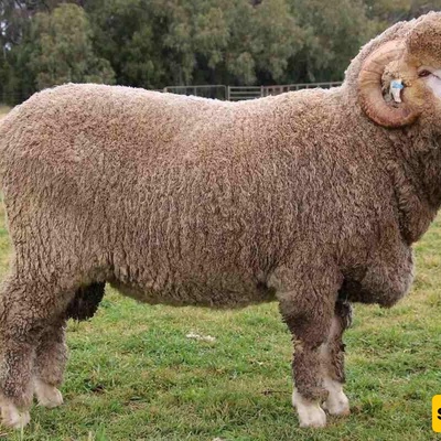 A Sheep as Valuable as a Diamond: Export Can Be Punished by Death