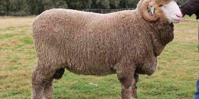 A Sheep as Valuable as a Diamond: Export Can Be Punished by Death