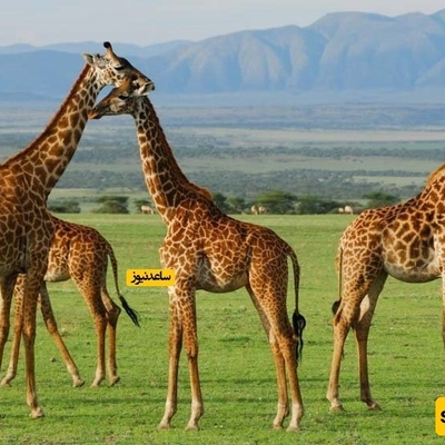 Serengeti National Park: Witness the Great Wildlife Migration in Africa's Untamed Heart