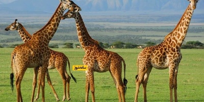 Serengeti National Park: Witness the Great Wildlife Migration in Africa's Untamed Heart