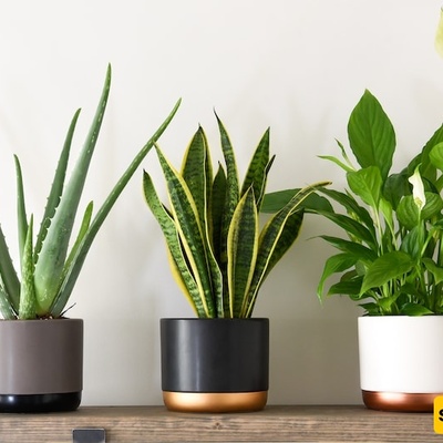 Why Does Potting Soil Take So Long to Dry? 4 Common Reasons