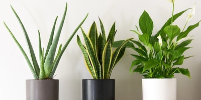 Why Does Potting Soil Take So Long to Dry? 4 Common Reasons