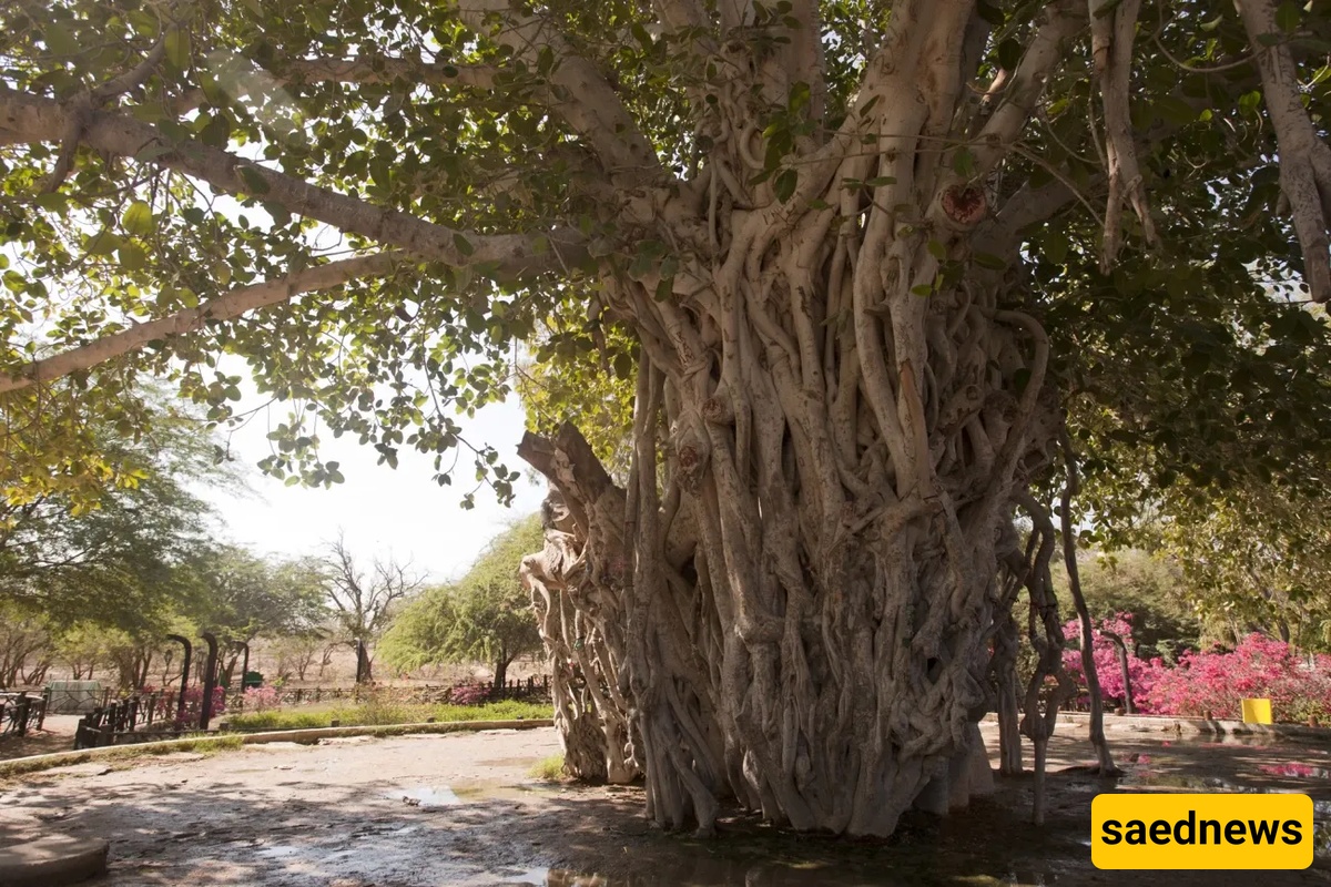 The Green Tree: