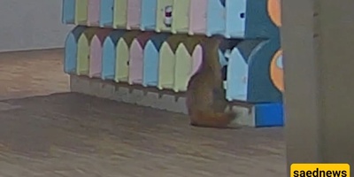 CCTV Exposes a Strange and Funny Thief Stealing Shoes from a Japanese Kindergarten / We’d Never Seen a Ferret Thief — Until Now + Video