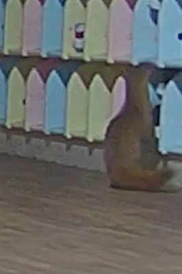 CCTV Exposes a Strange and Funny Thief Stealing Shoes from a Japanese Kindergarten / We’d Never Seen a Ferret Thief — Until Now + Video