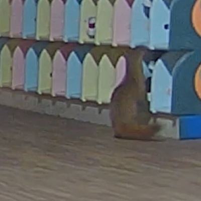 CCTV Exposes a Strange and Funny Thief Stealing Shoes from a Japanese Kindergarten / We’d Never Seen a Ferret Thief — Until Now + Video