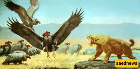 Teratornis