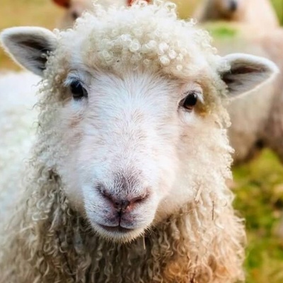 The Birth of a Half-Human, Half-Animal Lamb