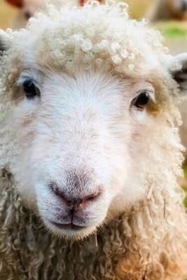The Birth of a Half-Human, Half-Animal Lamb