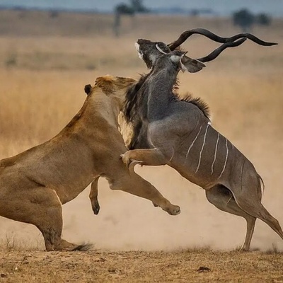 Shocking Documentary of Wild Animals Rare Interactions / Wild Deer and Lion (Video)