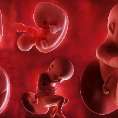 What Is Fetal Growth Percentile and What Should It Be? A Complete Guide for Expectant Mothers