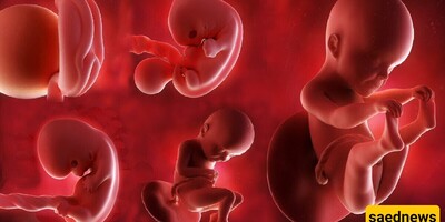 What Is Fetal Growth Percentile and What Should It Be? A Complete Guide for Expectant Mothers