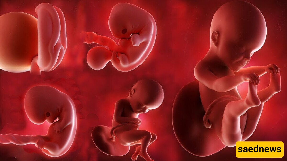 What Is Fetal Growth Percentile and What Should It Be? A Complete Guide for Expectant Mothers