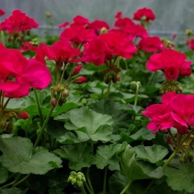 Types of Geraniums and Methods of Propagation and Care: Secrets You Need to Know for an Attractive Greenhouse + Photos