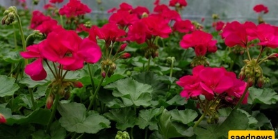 Types of Geraniums and Methods of Propagation and Care: Secrets You Need to Know for an Attractive Greenhouse + Photos