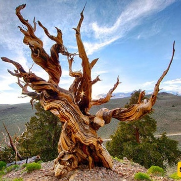 Meet the Oldest Trees in the World! + Stunning Images