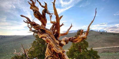 Meet the Oldest Trees in the World! + Stunning Images