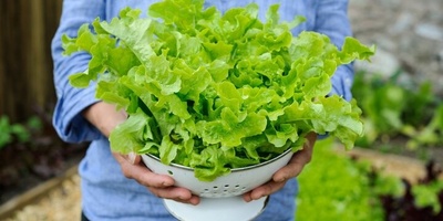 Create Your Own Small Garden: The Golden Method for Growing and Harvesting Crisp, Fresh Lettuce in Pots Without Hassle + Video