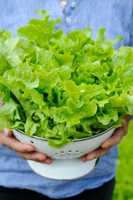 Create Your Own Small Garden: The Golden Method for Growing and Harvesting Crisp, Fresh Lettuce in Pots Without Hassle + Video