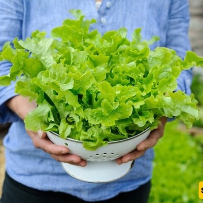 Create Your Own Small Garden: The Golden Method for Growing and Harvesting Crisp, Fresh Lettuce in Pots Without Hassle + Video