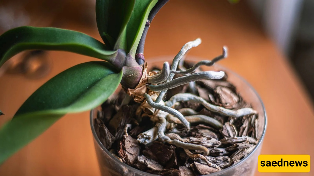 plant