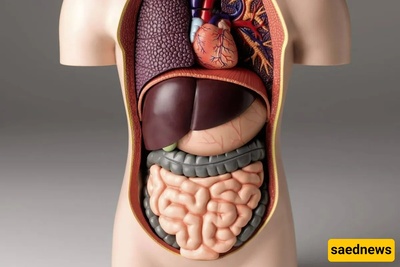 9 Useless Organs in the Human Body / Organs Whose Presence or Absence Makes No Difference
