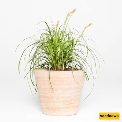 Light, Soil, and Temperature: The Secrets to Healthy Jagun Plant Growth