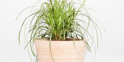 Light, Soil, and Temperature: The Secrets to Healthy Jagun Plant Growth